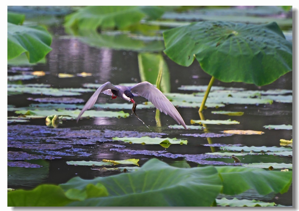 荷塘须浮鸥（三）