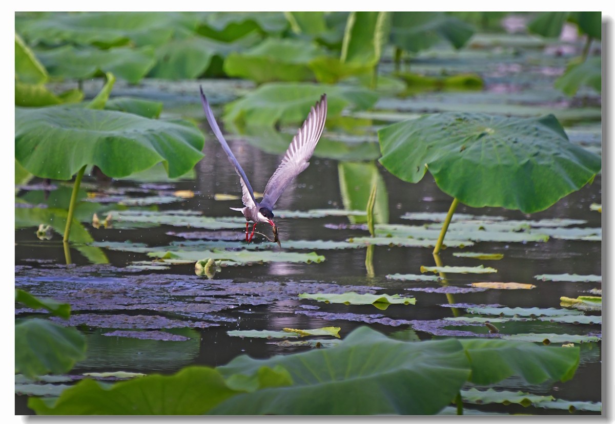 荷塘须浮鸥（三）