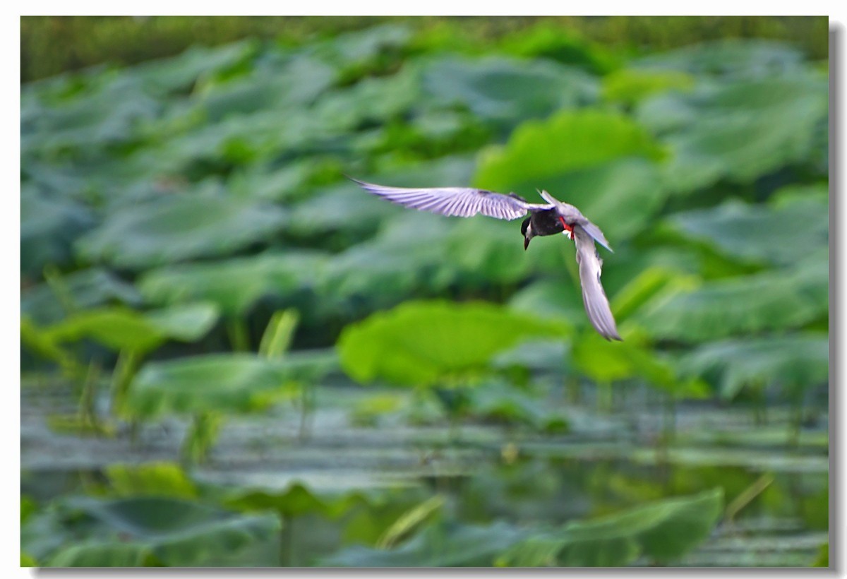 荷塘须浮鸥（三）