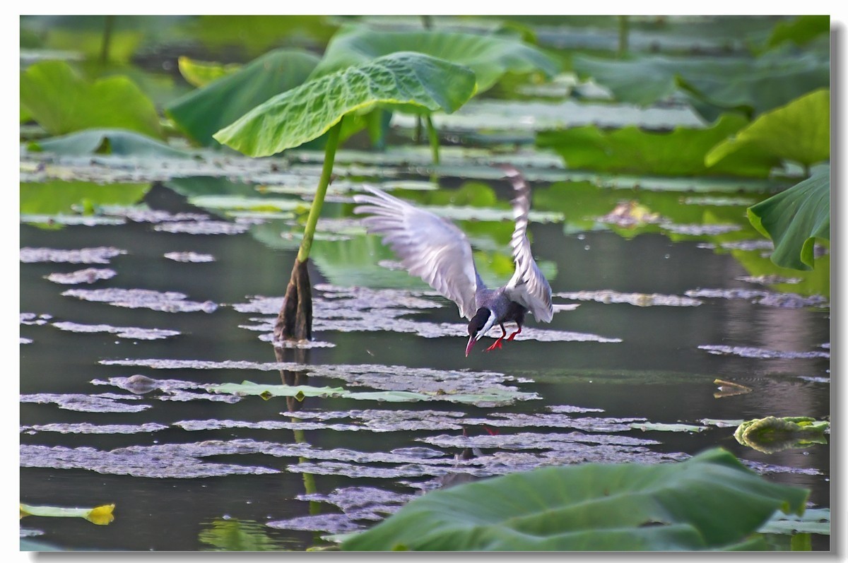 荷塘须浮鸥（三）