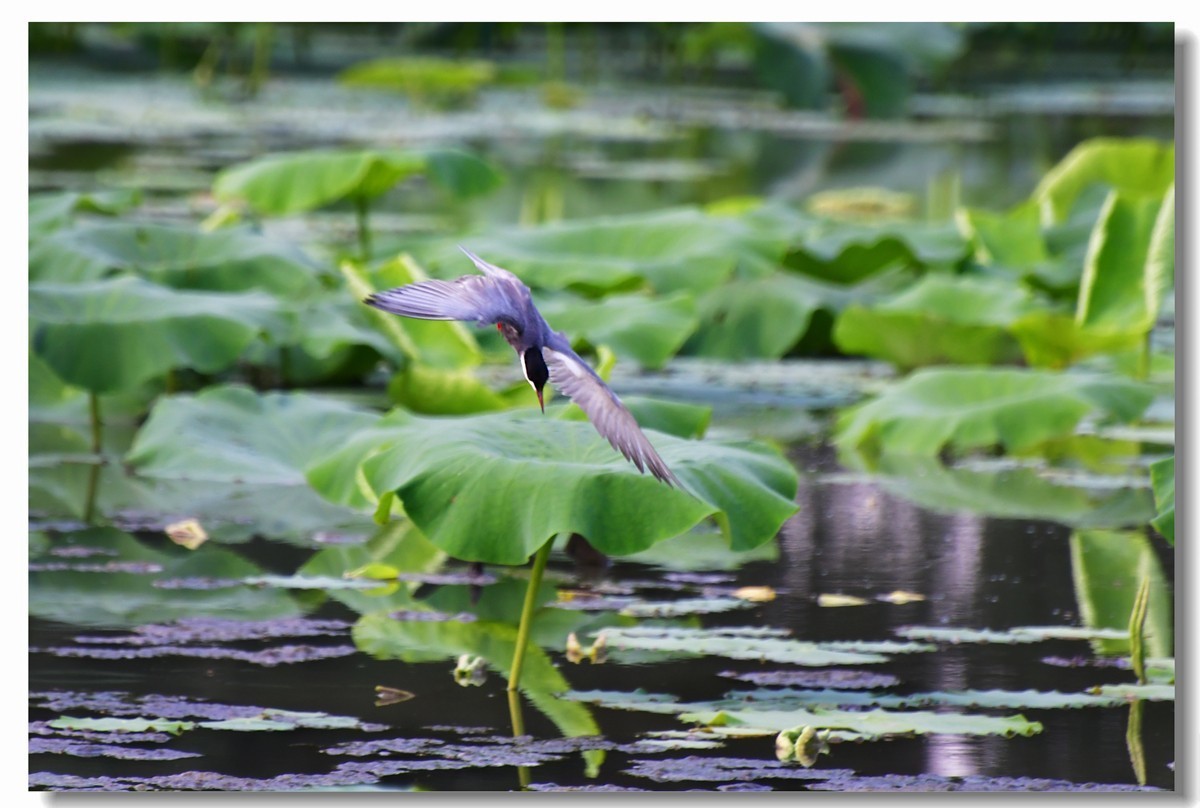 荷塘须浮鸥（三）