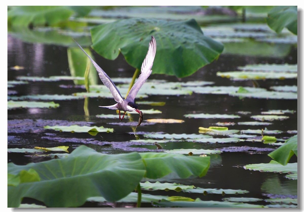 荷塘须浮鸥（三）
