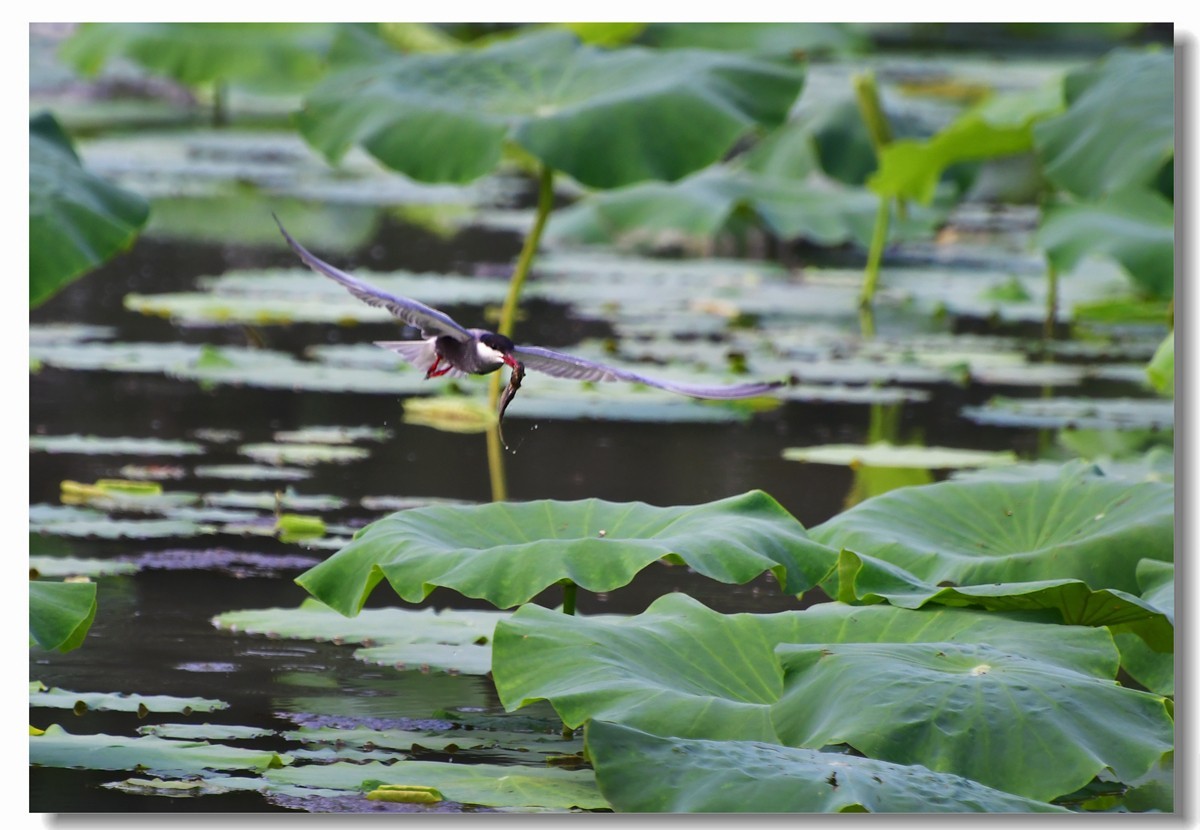 荷塘须浮鸥（三）