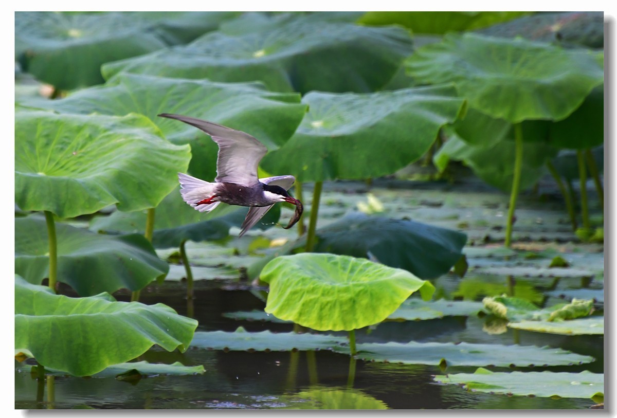 荷塘须浮鸥（三）