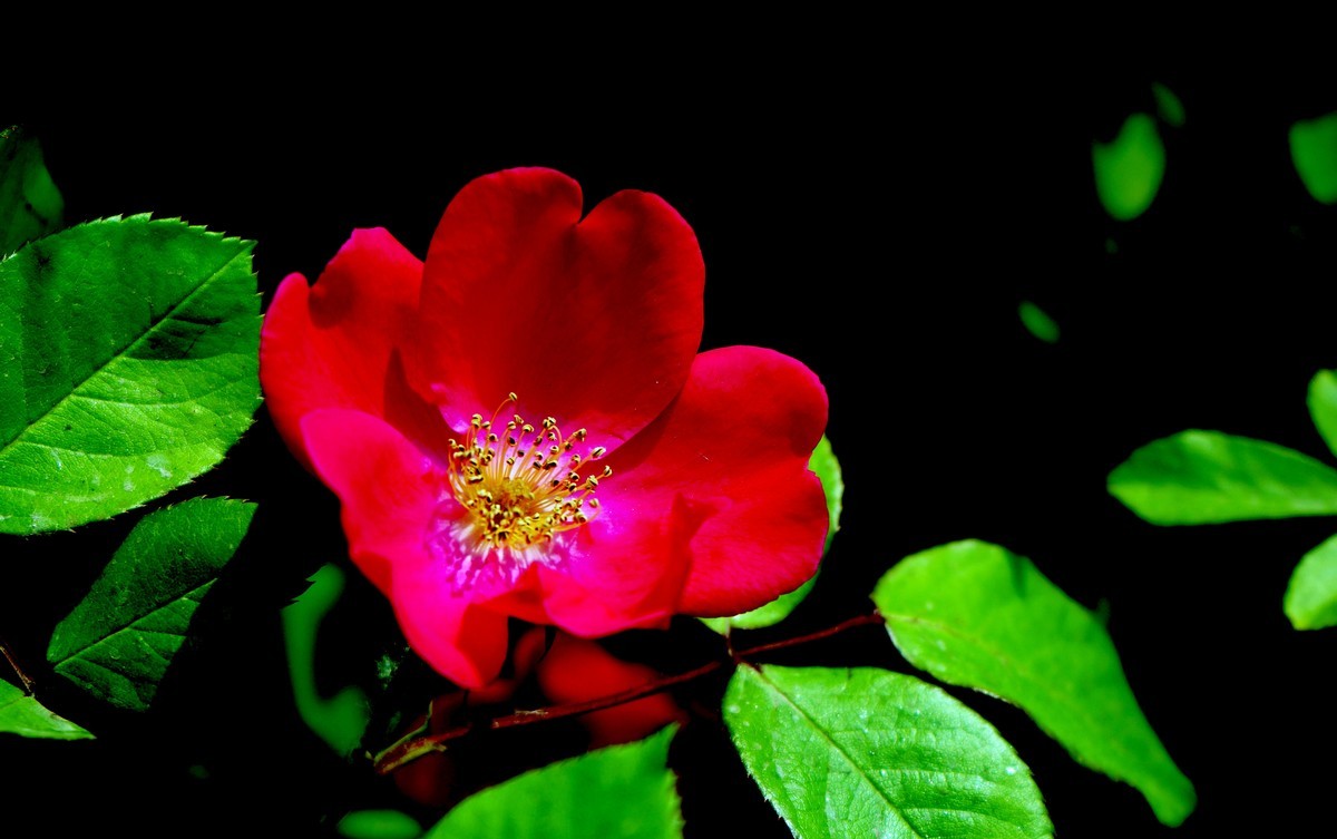 遛弯随拍花卉《1》