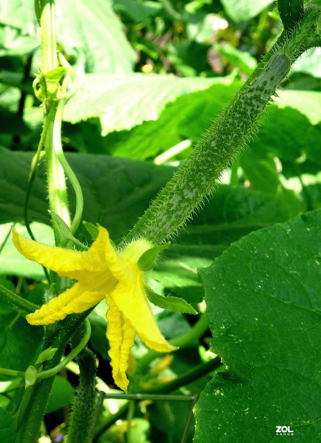 南瓜花黄瓜花儿