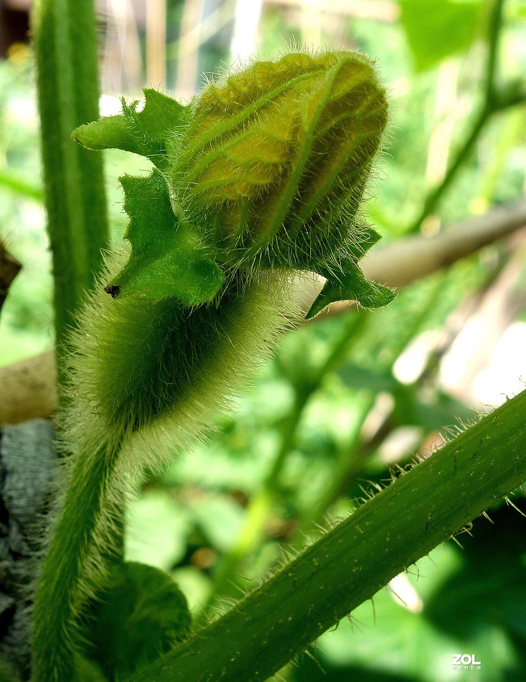南瓜花黄瓜花儿