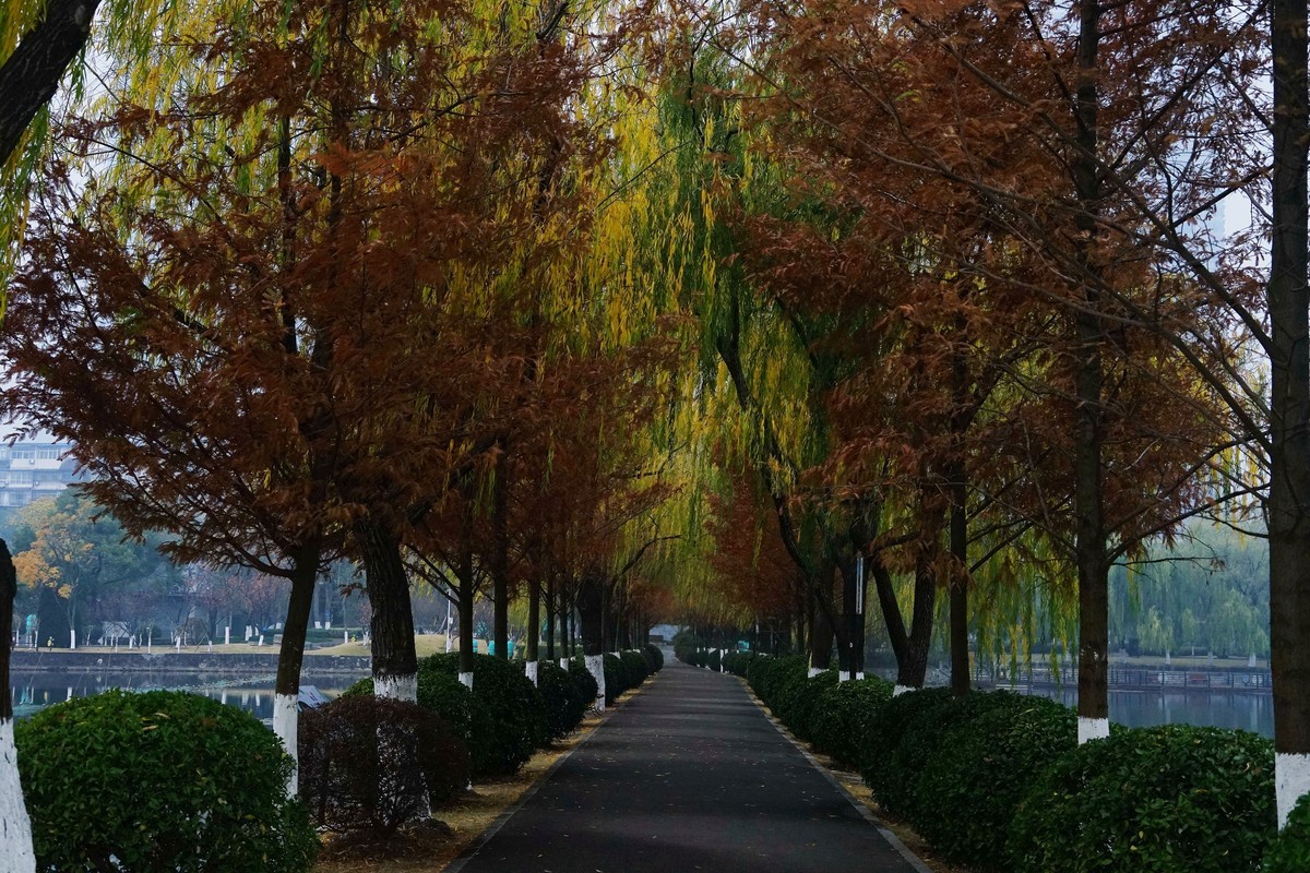 武汉印象---雨中的宝岛公园！