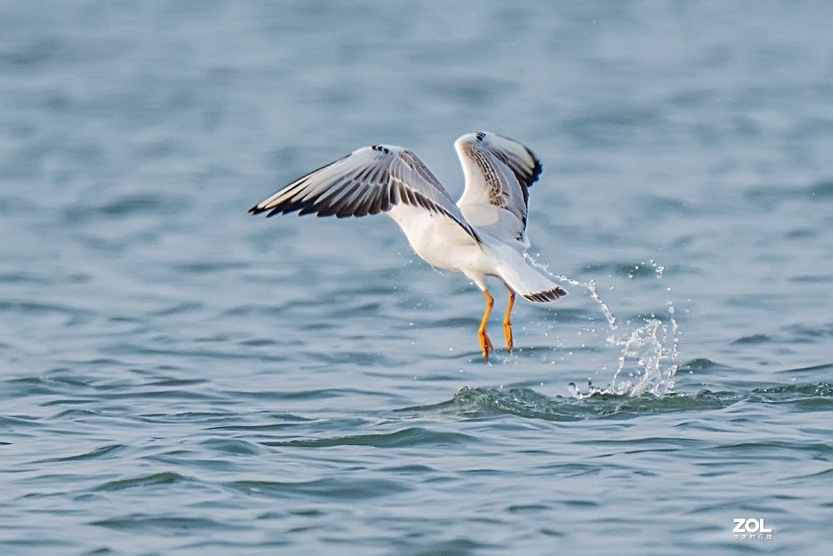 红嘴鸥抓鱼扑空全过程
