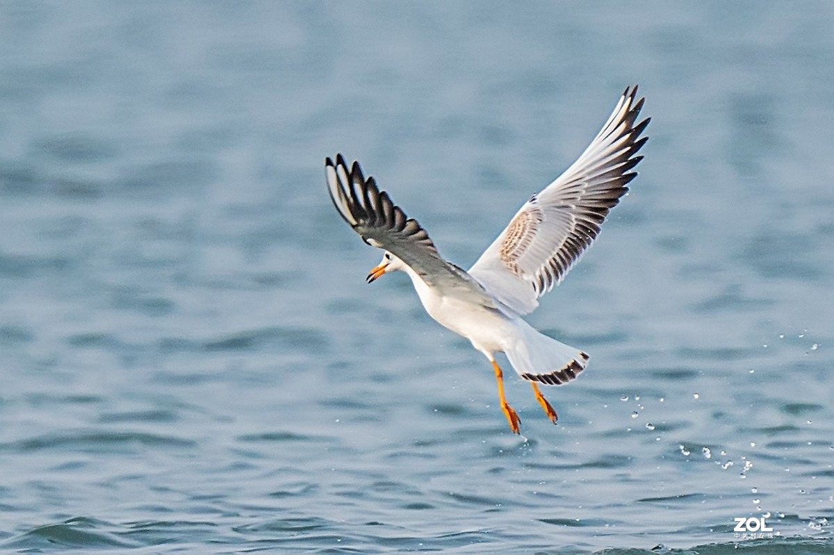 红嘴鸥抓鱼扑空全过程