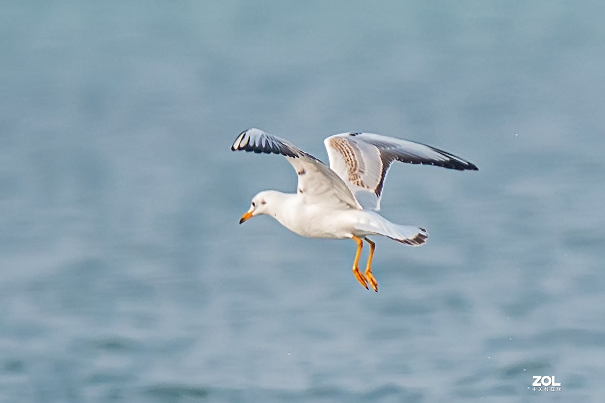 红嘴鸥抓鱼扑空全过程