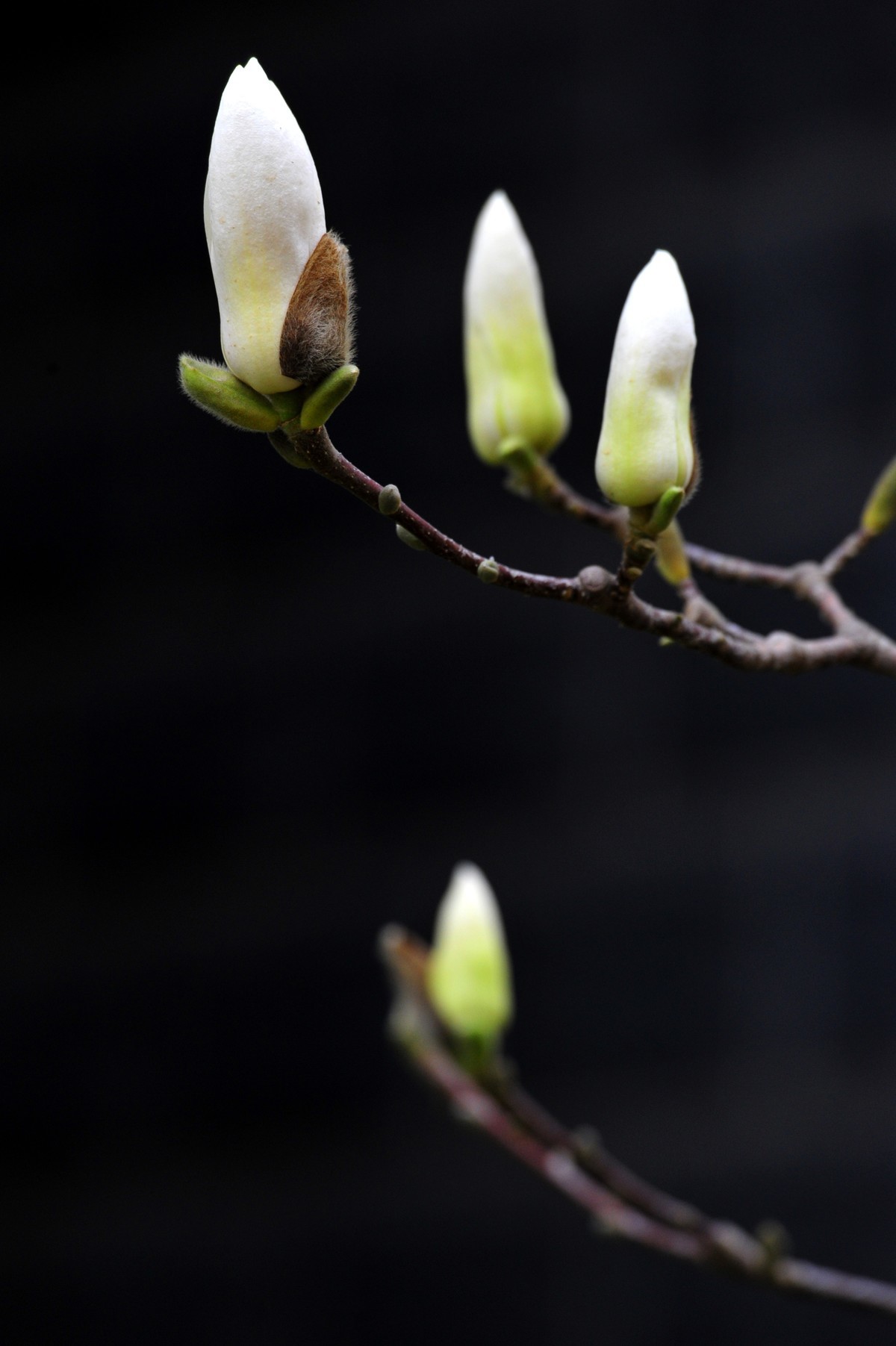 勒紧裤腰带，购入新镜头。小试牛刀，对焦迅速，锐利，棒棒的