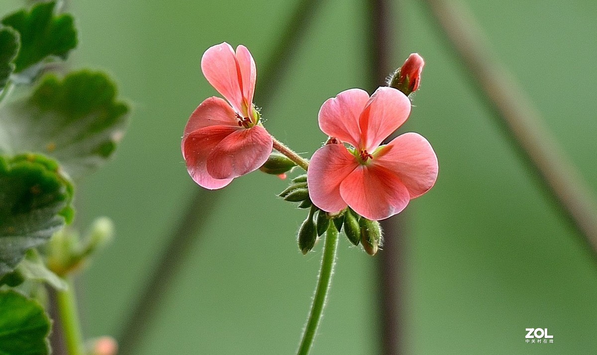 盆花：天竺葵.....
