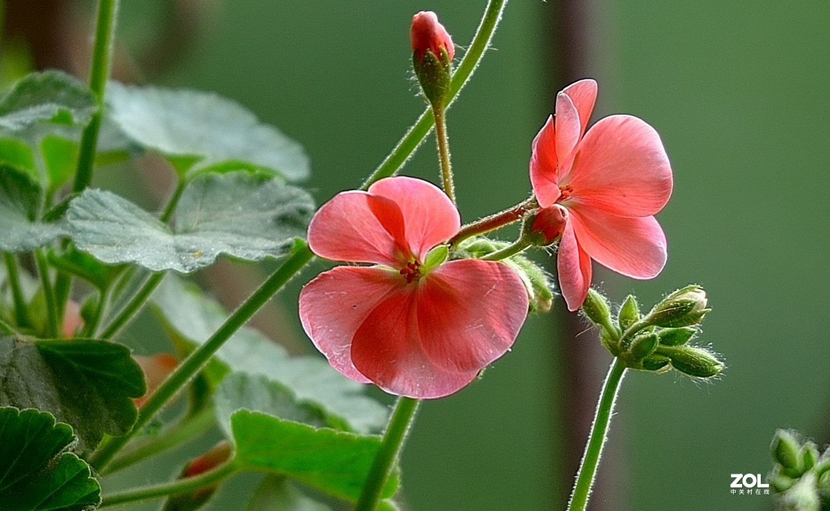 盆花：天竺葵.....