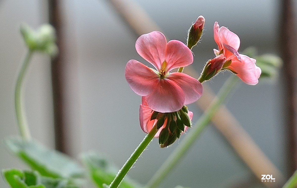盆花：天竺葵.....