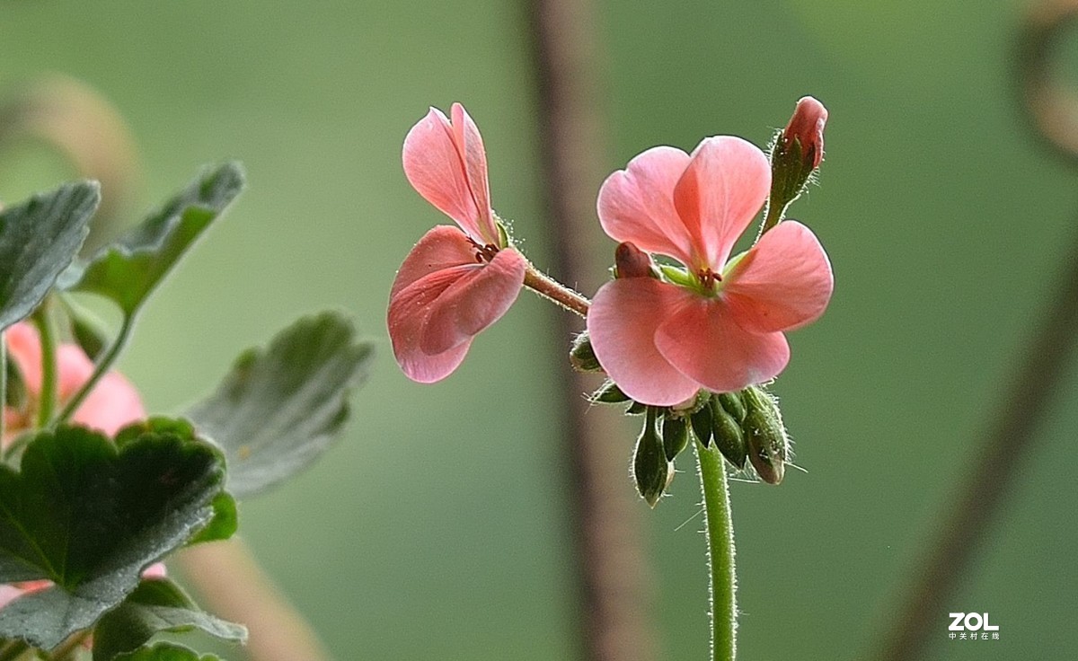 盆花：天竺葵.....