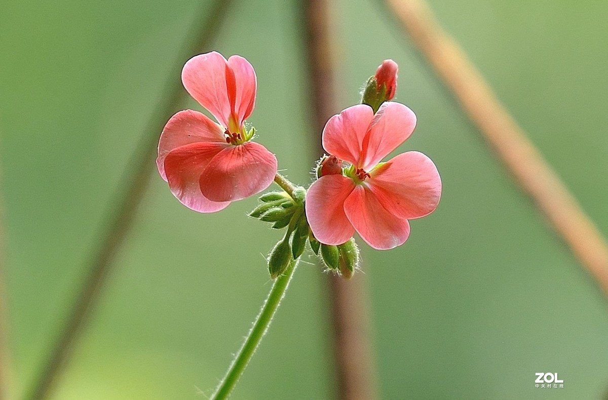 盆花：天竺葵.....