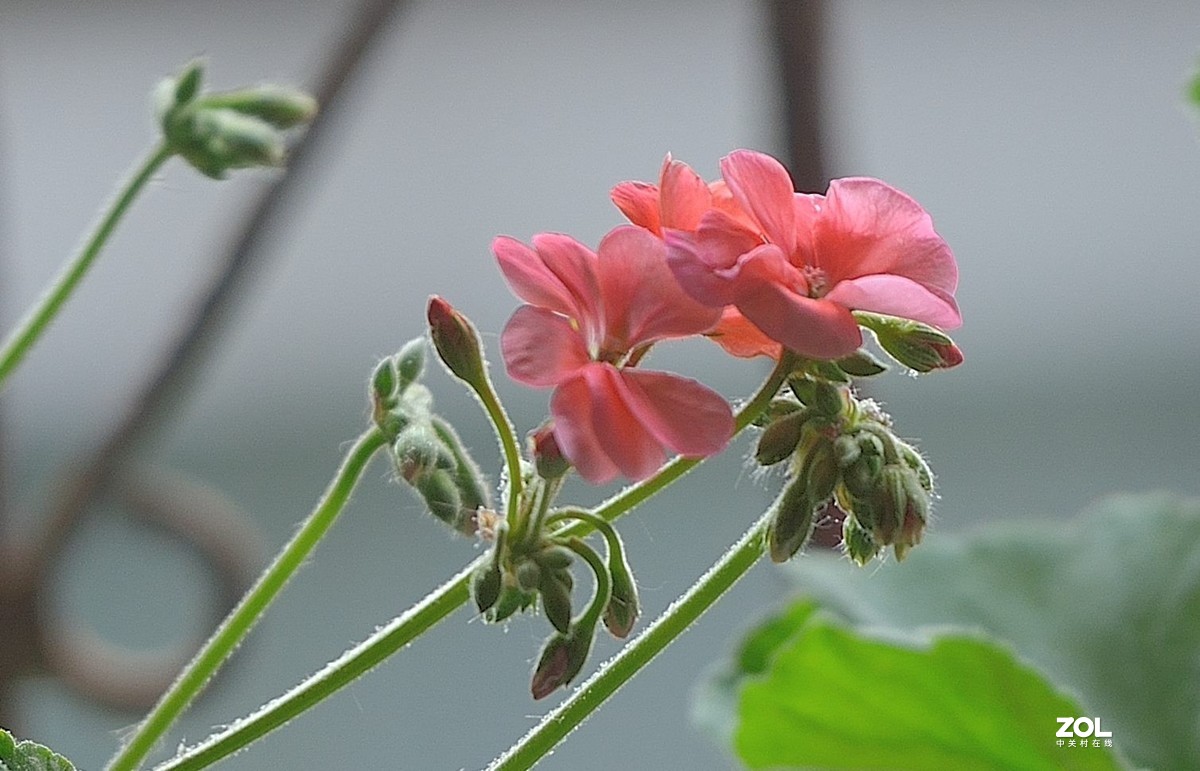 盆花：天竺葵.....