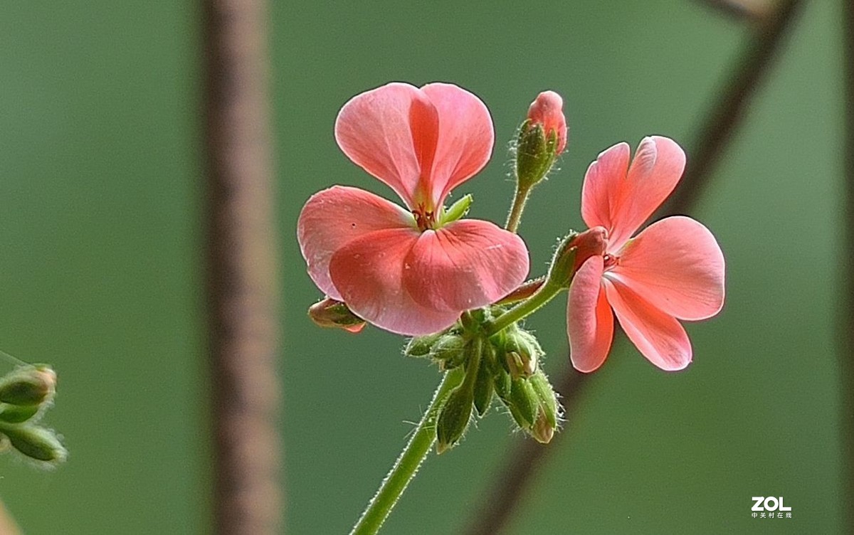 盆花：天竺葵.....