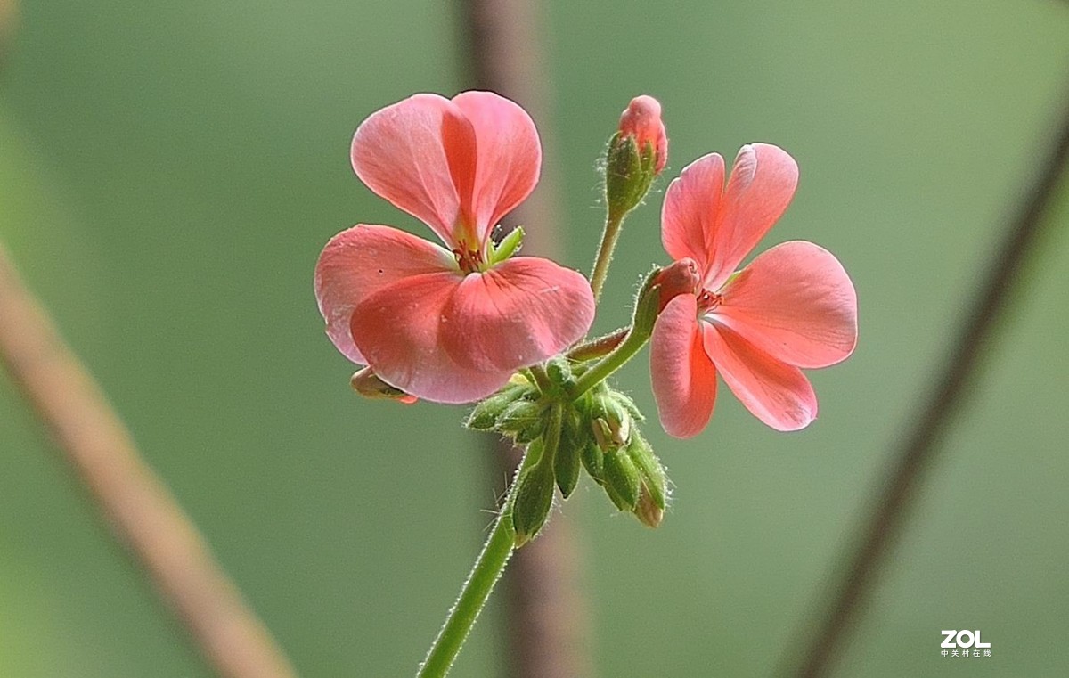 盆花：天竺葵.....
