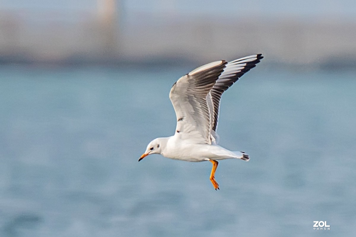 红嘴鸥抓鱼扑空全过程