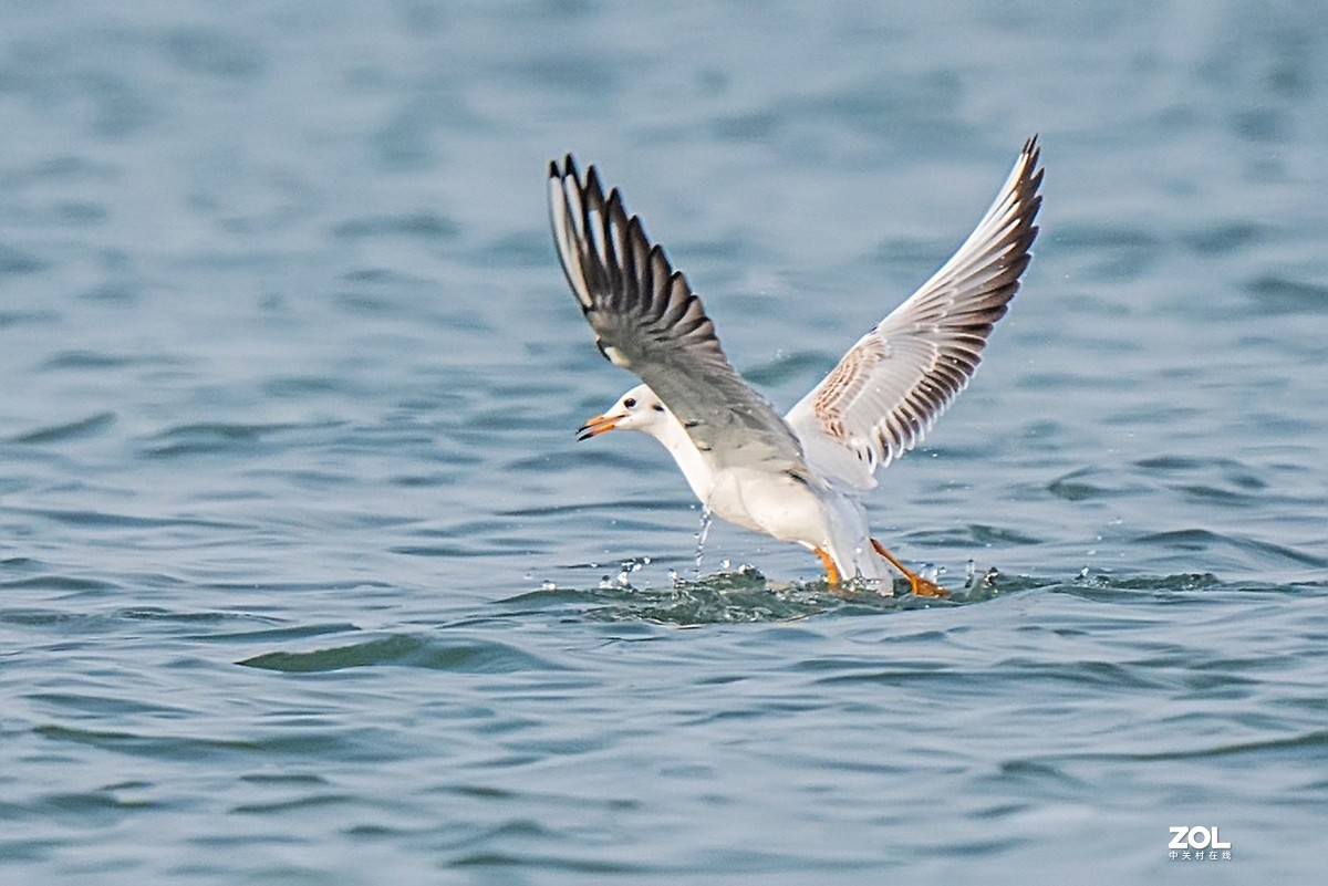 红嘴鸥抓鱼扑空全过程