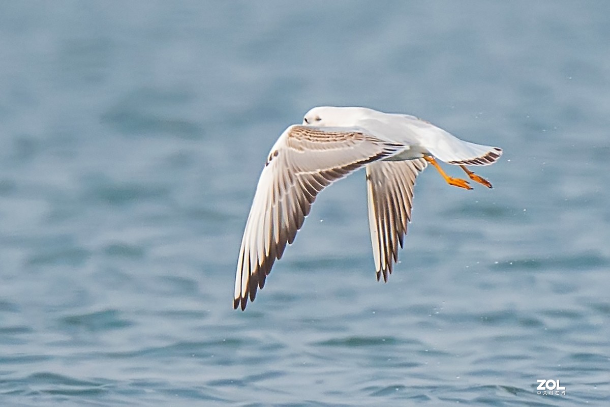 红嘴鸥抓鱼扑空全过程