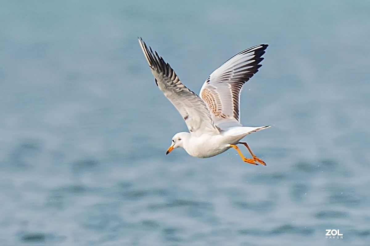 红嘴鸥抓鱼扑空全过程