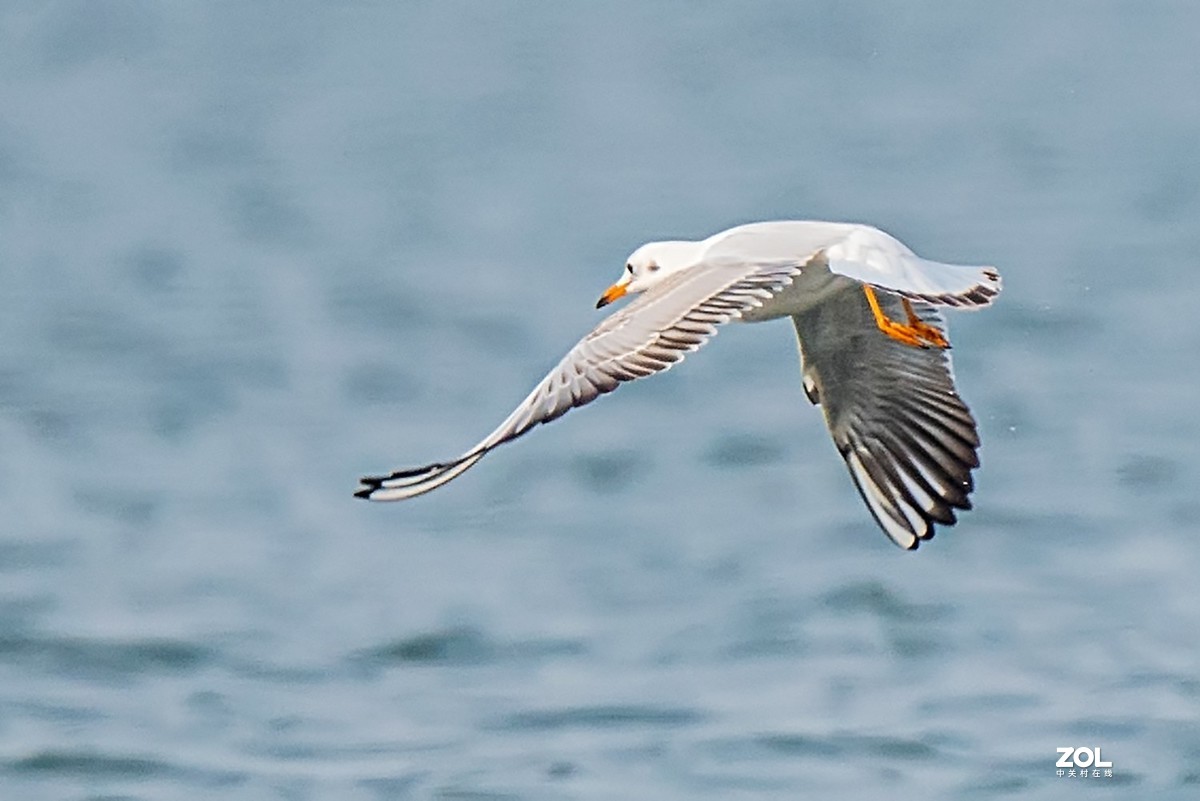 红嘴鸥抓鱼扑空全过程