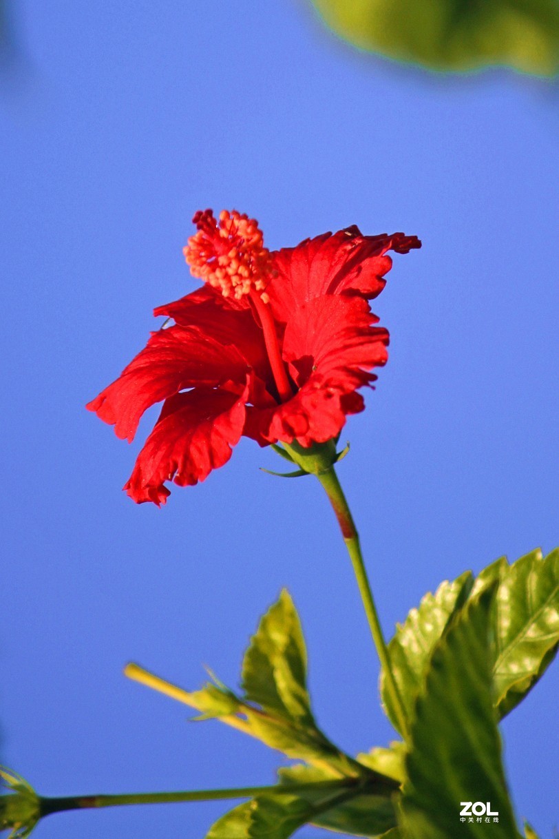 扶桑花之五十二