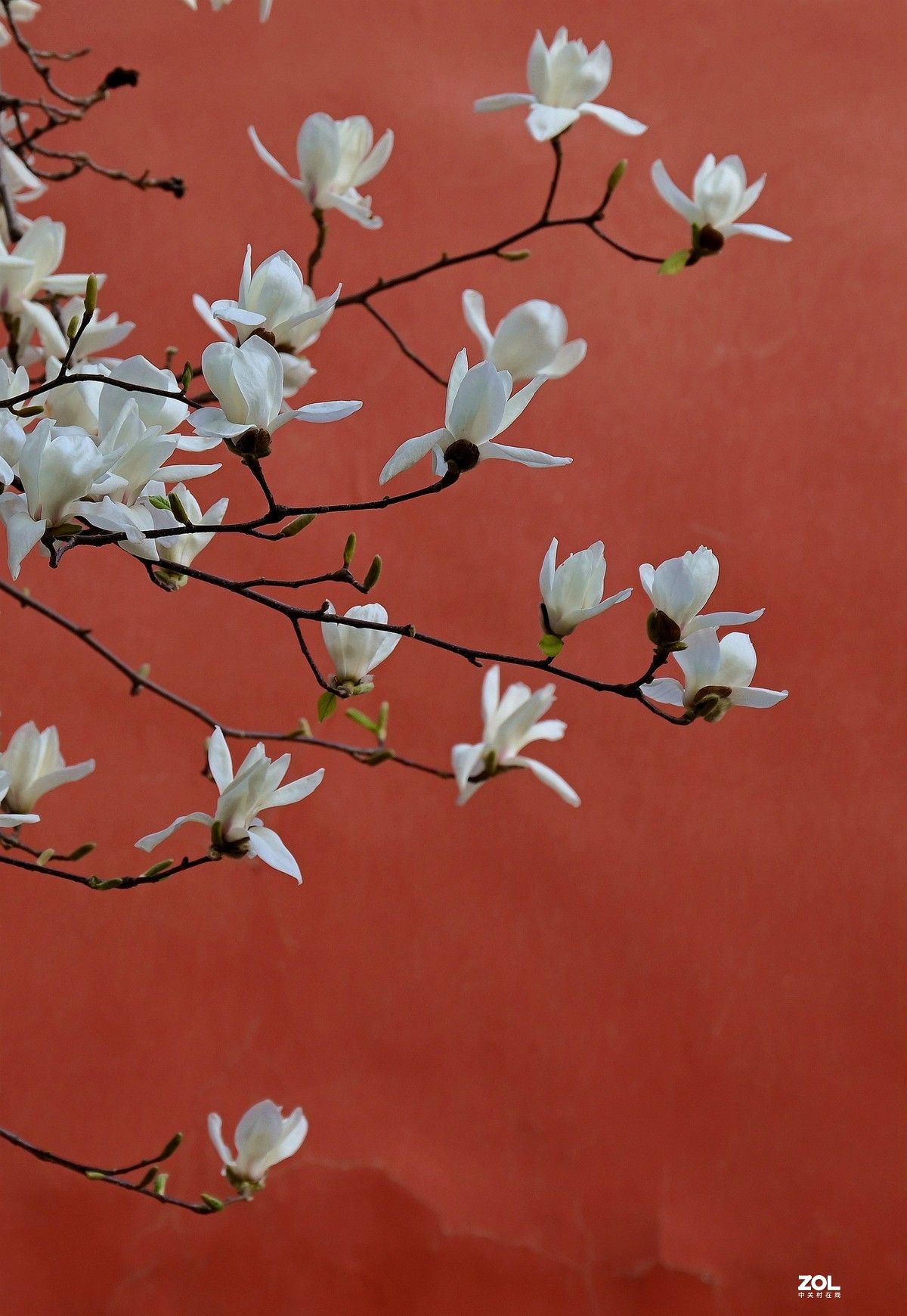 天坛公园红墙白玉兰