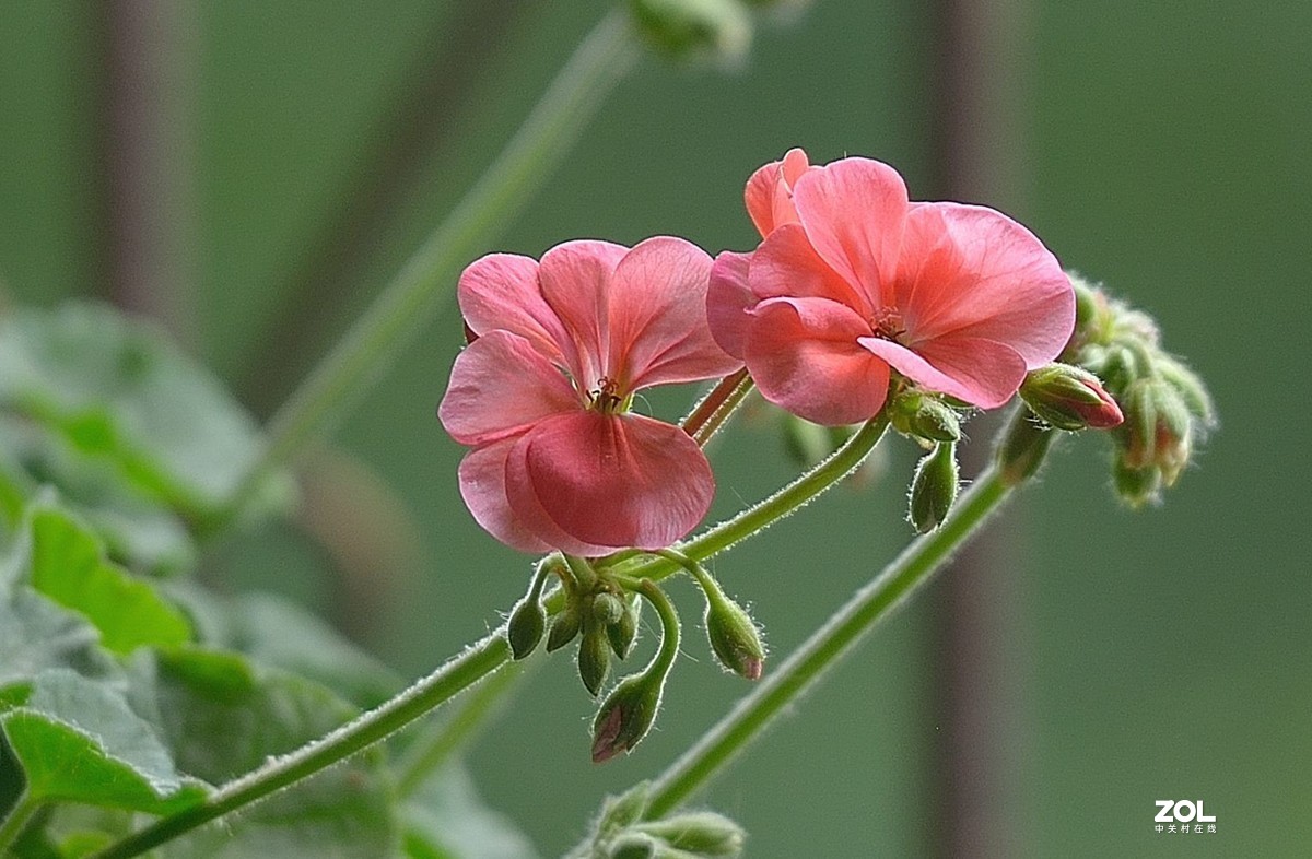 盆花：天竺葵.....