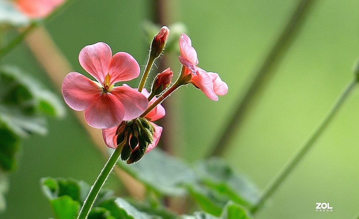 盆花：天竺葵.....