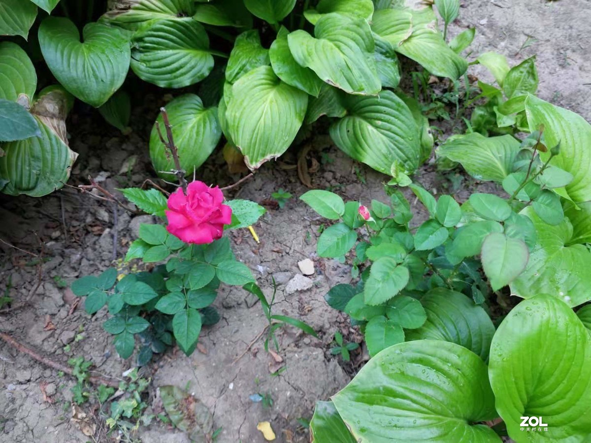 小米11拍照已经不错，照片大小所限，有压缩，比荣耀的色彩稍差，但可以用