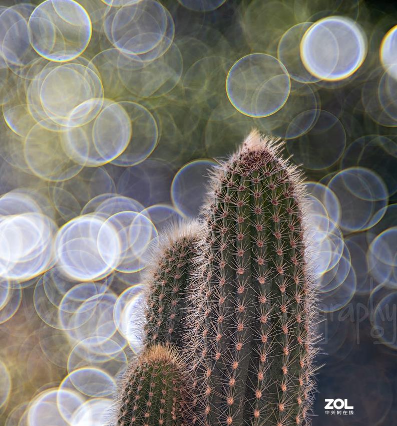 佳能200D,配德国老镜头-梅耶Meyer Trioplan50 f2.9 好玩又不贵的白银泡泡镜