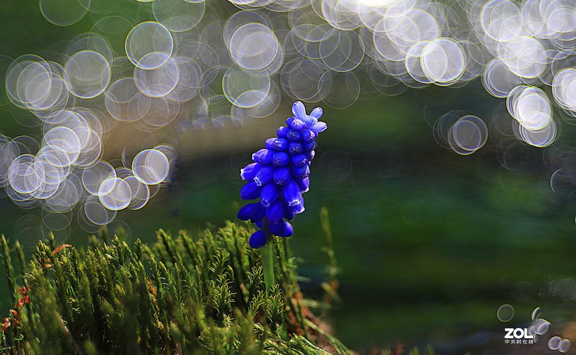 佳能200D,配德国老镜头-梅耶Meyer Trioplan50 f2.9 好玩又不贵的白银泡泡镜