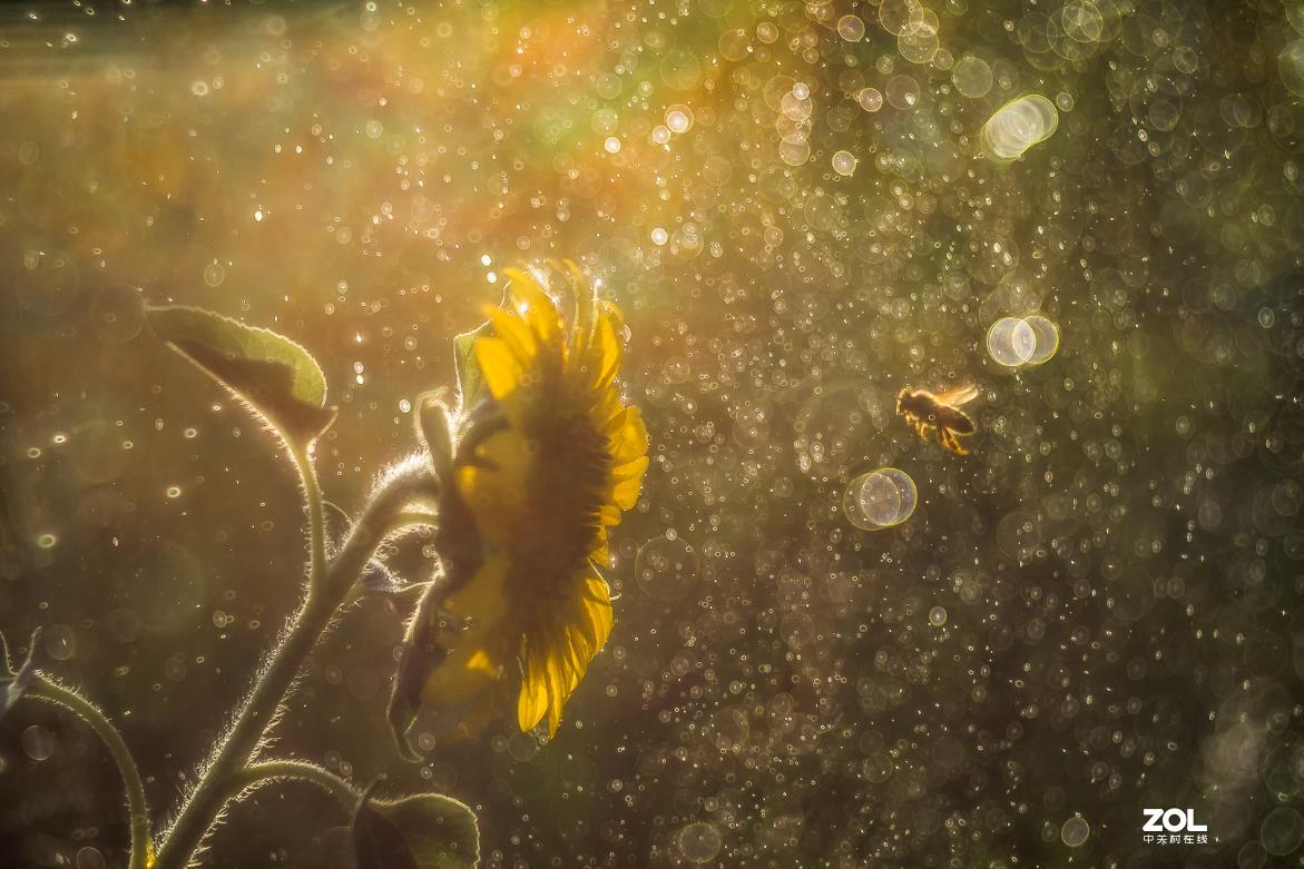 佳能200D,配德国老镜头-梅耶Meyer Trioplan50 f2.9 好玩又不贵的白银泡泡镜