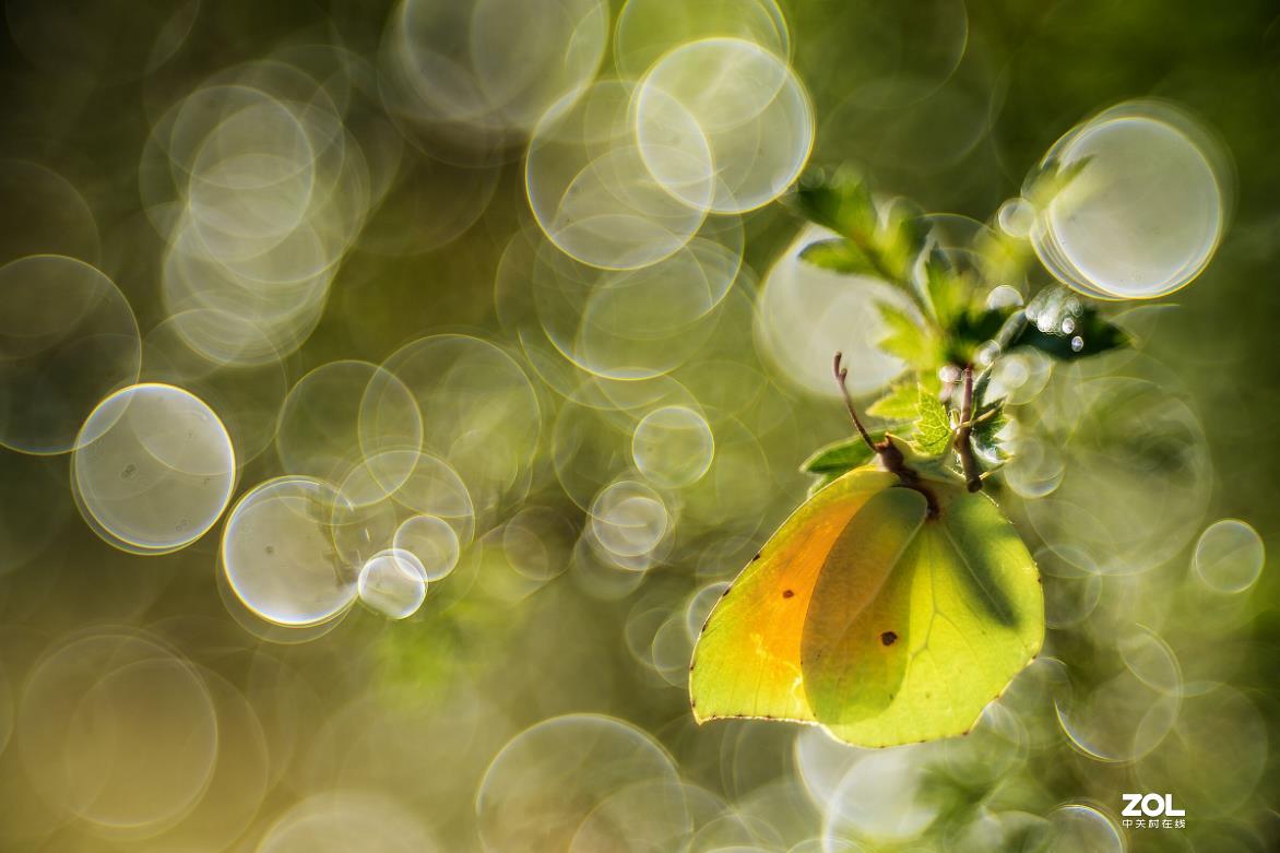 佳能200D,配德国老镜头-梅耶Meyer Trioplan50 f2.9 好玩又不贵的白银泡泡镜