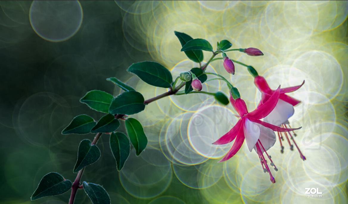 佳能200D,配德国老镜头-梅耶Meyer Trioplan50 f2.9 好玩又不贵的白银泡泡镜