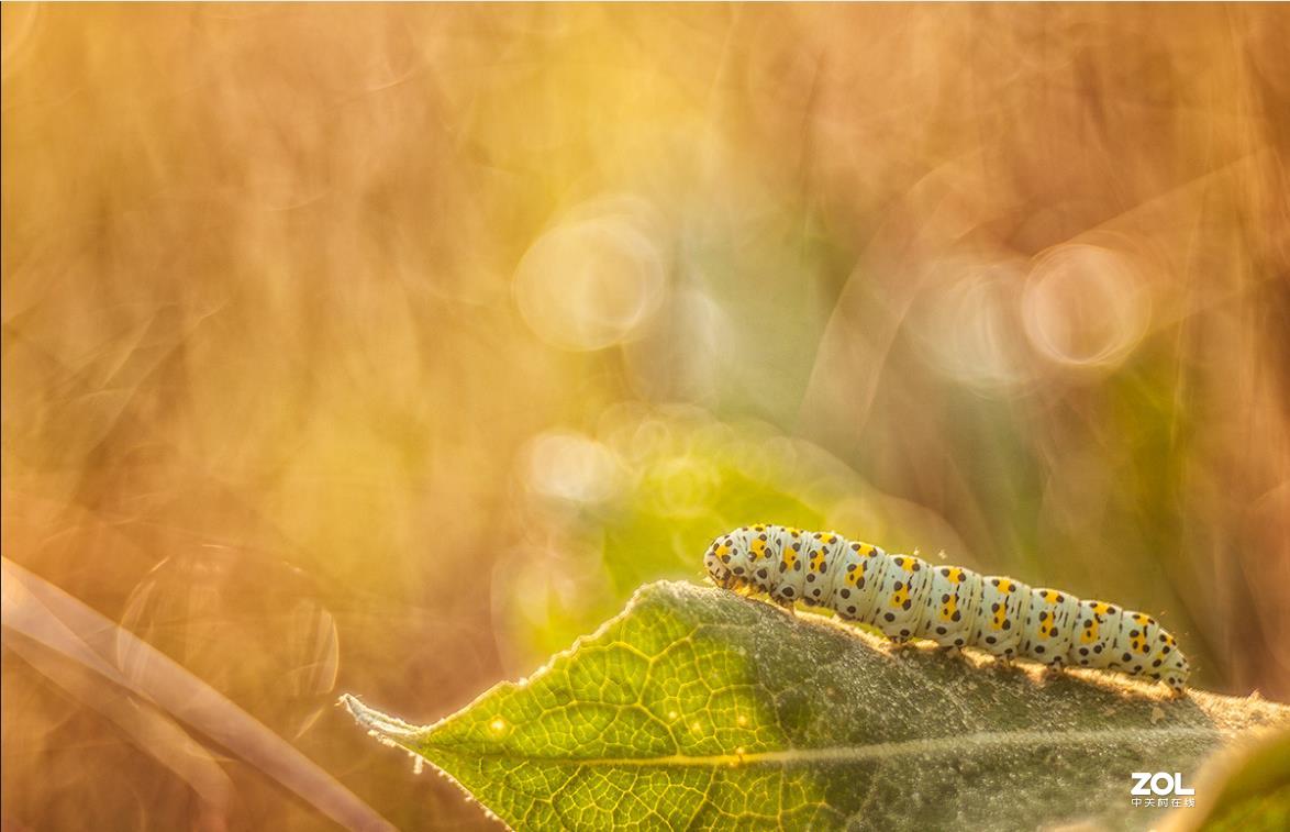 佳能200D,配德国老镜头-梅耶Meyer Trioplan50 f2.9 好玩又不贵的白银泡泡镜