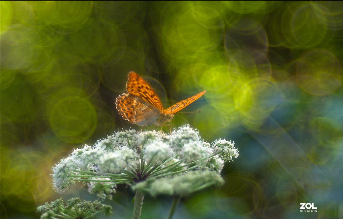 佳能200D,配德国老镜头-梅耶Meyer Trioplan50 f2.9 好玩又不贵的白银泡泡镜