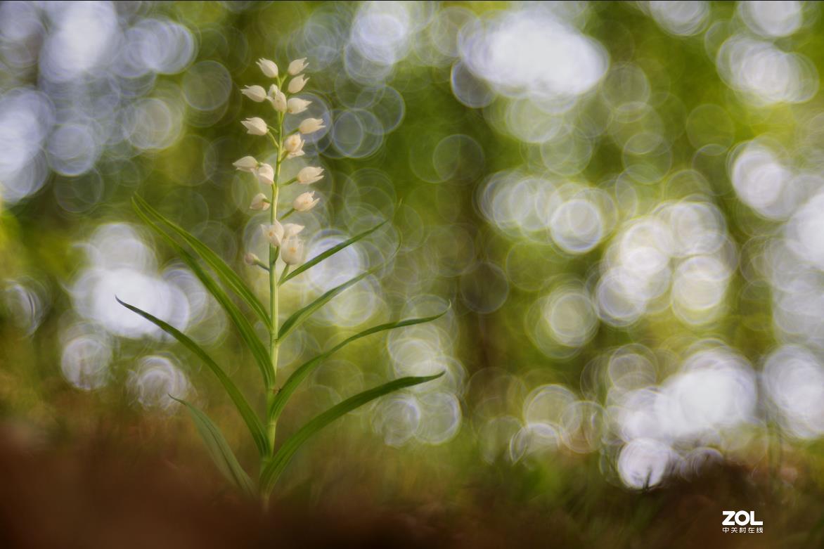 佳能200D,配德国老镜头-梅耶Meyer Trioplan50 f2.9 好玩又不贵的白银泡泡镜