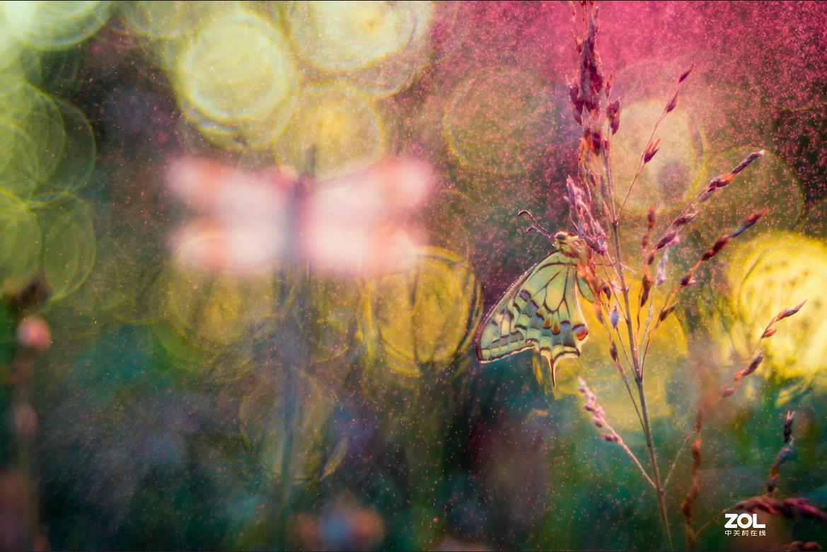 佳能200D,配德国老镜头-梅耶Meyer Trioplan50 f2.9 好玩又不贵的白银泡泡镜