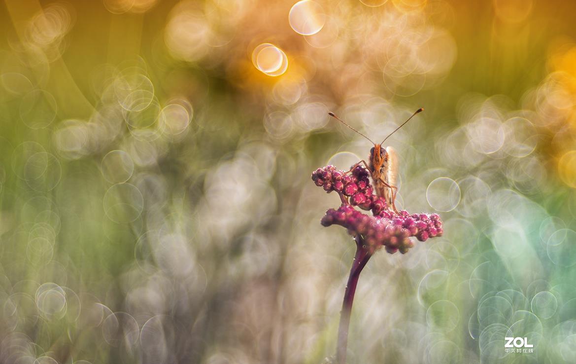 佳能200D,配德国老镜头-梅耶Meyer Trioplan50 f2.9 好玩又不贵的白银泡泡镜