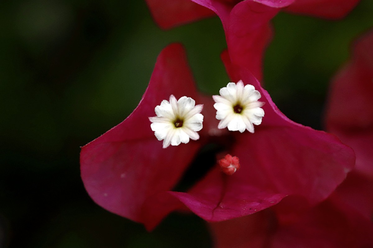 秋雨绵绵三角红梅花更艳