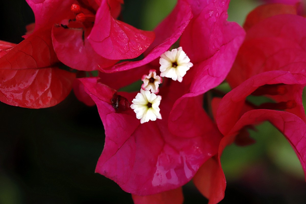秋雨绵绵三角红梅花更艳