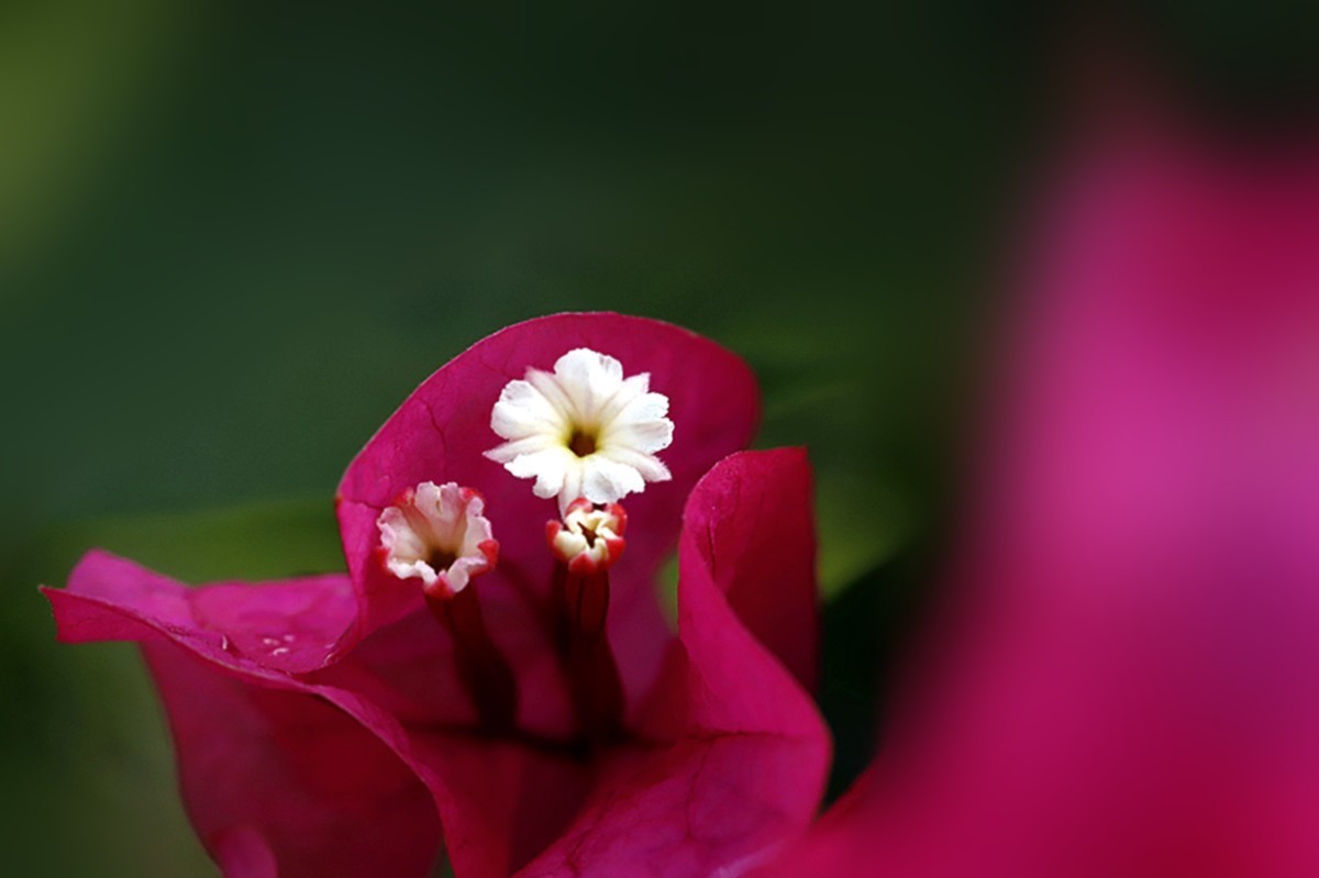 秋雨绵绵三角红梅花更艳