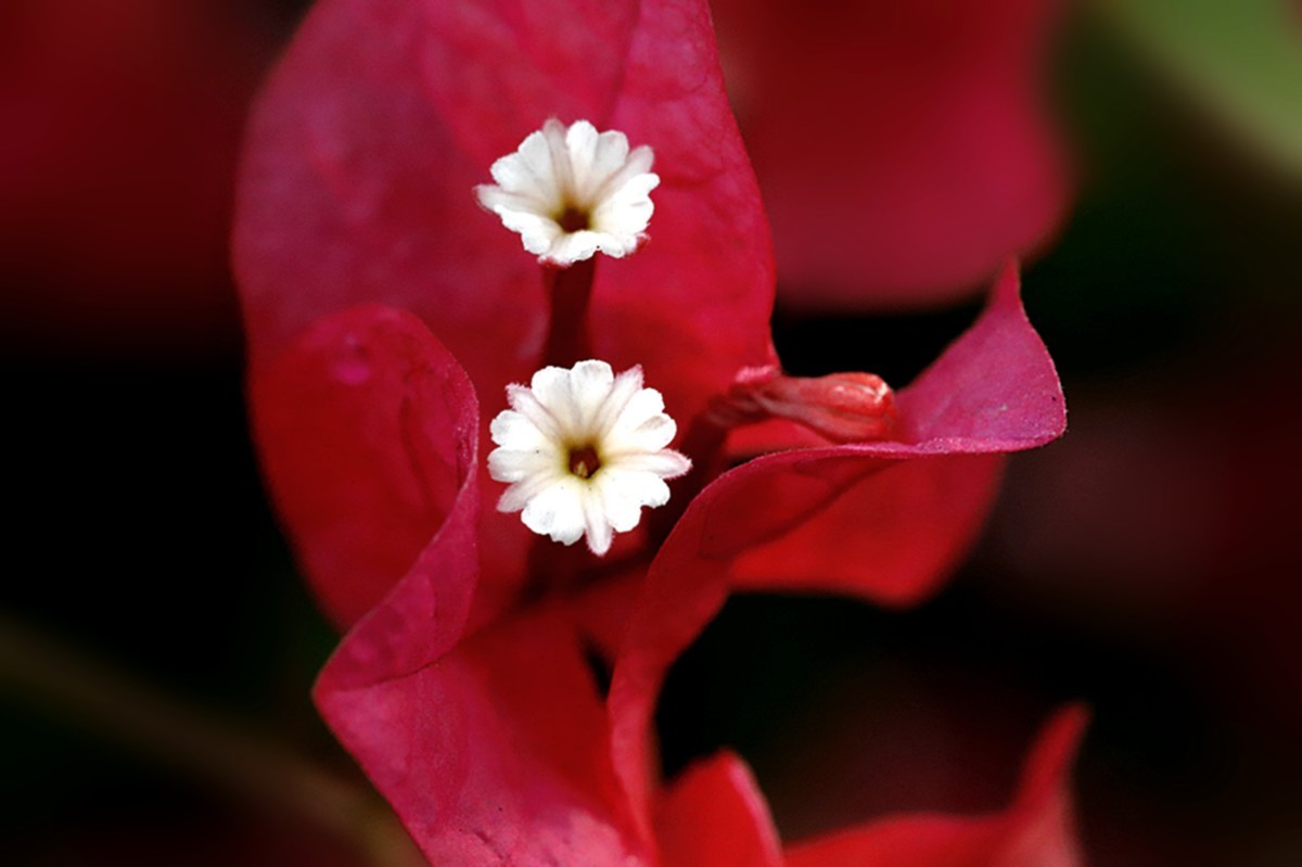 秋雨绵绵三角红梅花更艳