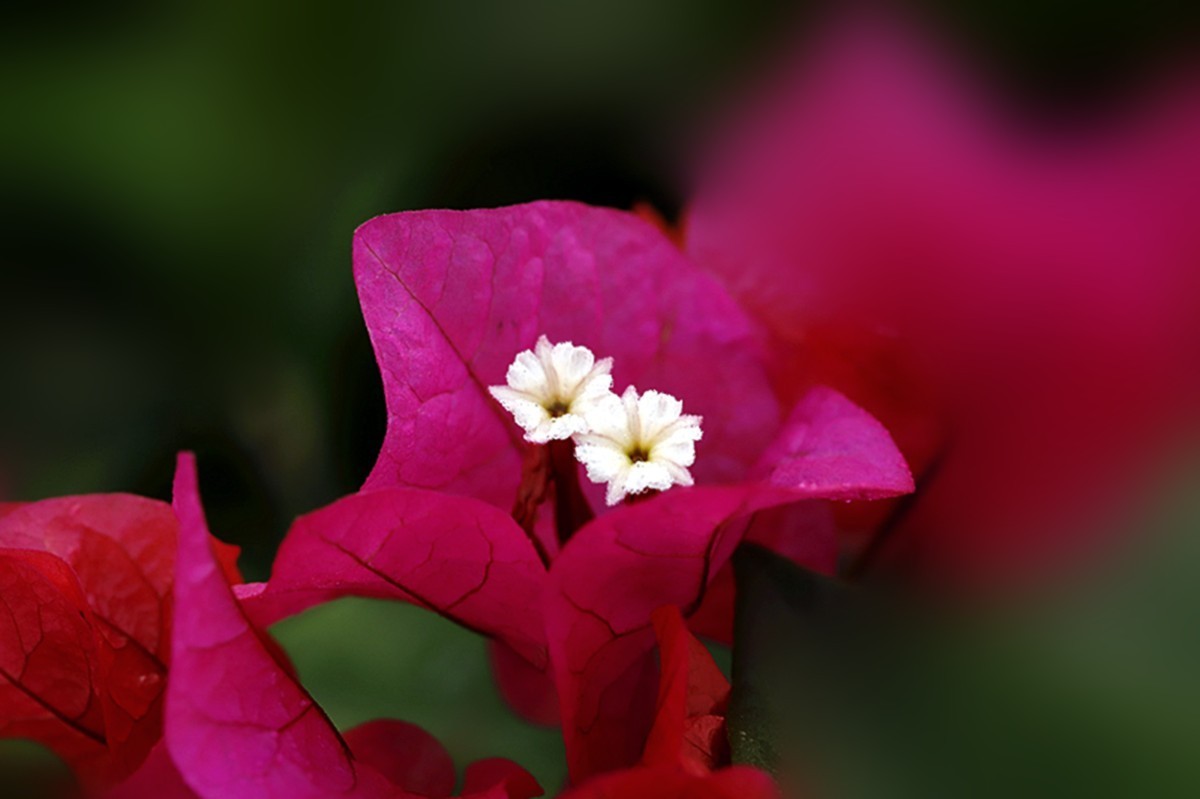 秋雨绵绵三角红梅花更艳
