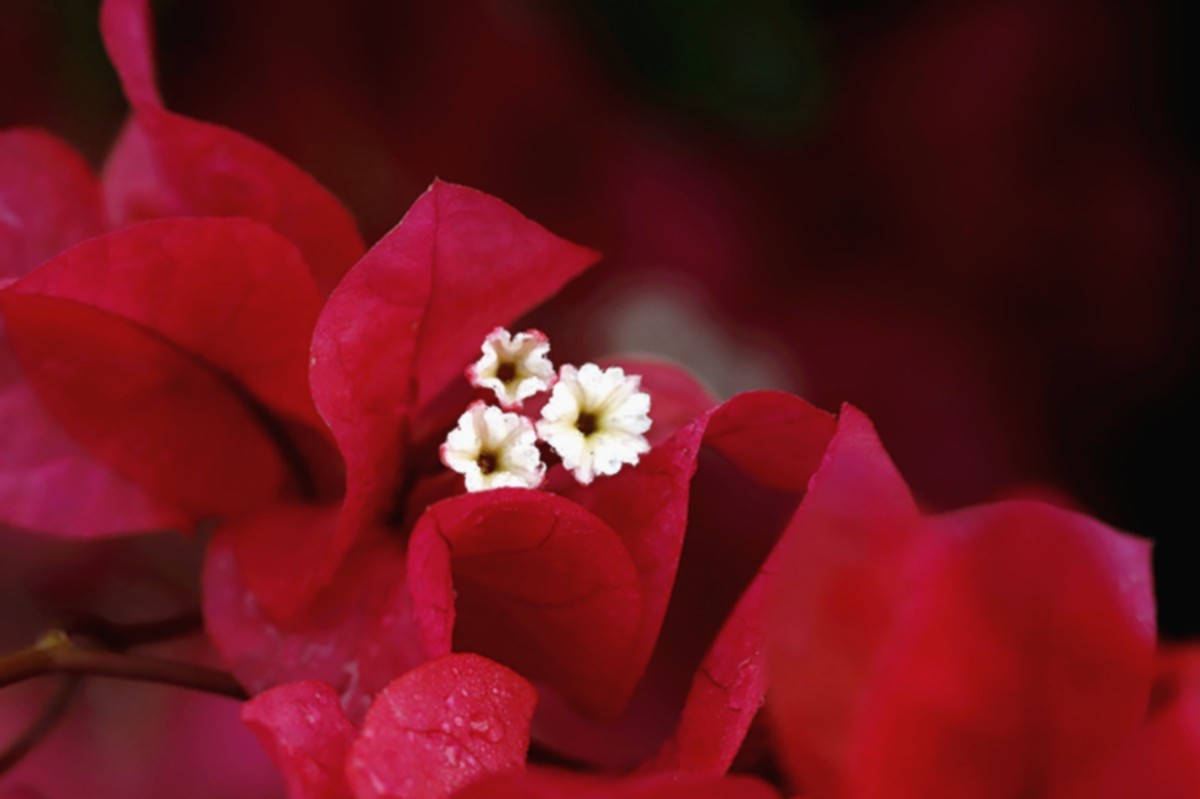 秋雨绵绵三角红梅花更艳